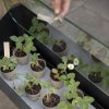 218114 4 stojan na kvetiny simply grow 80 x 63 cm cerna ocel eva solo