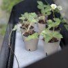 218114 6 stojan na kvetiny simply grow 80 x 63 cm cerna ocel eva solo